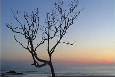 Au bord de l  'océan