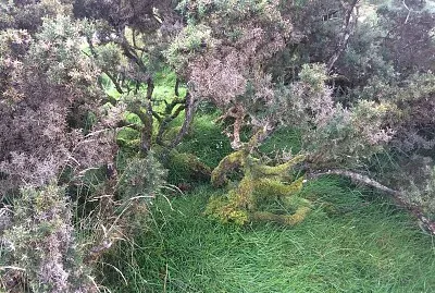 Bushes jigsaw puzzle