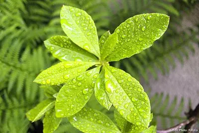 planta