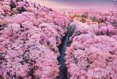 Flores jigsaw puzzle