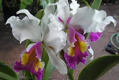 פאזל של imagem