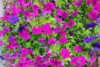 my flowers