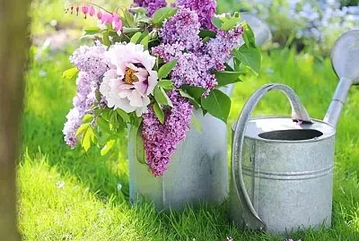 פאזל של flores