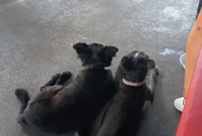 CAMILO Y NEGRITA