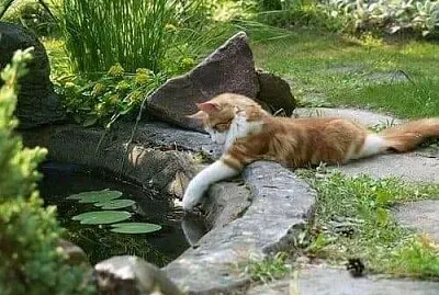 animales jigsaw puzzle