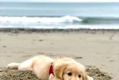 perro
