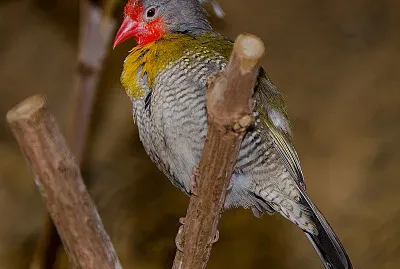 Pytilia melba