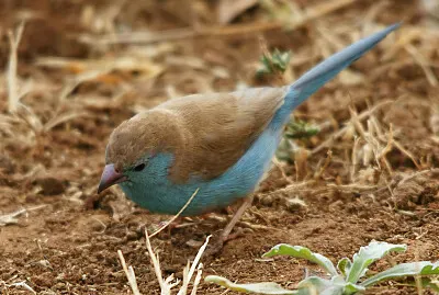 Astrilde blu