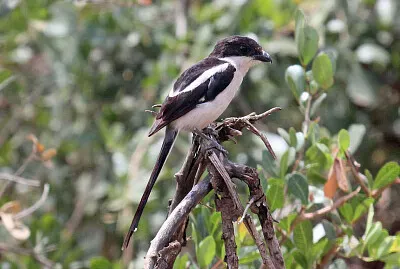 Northern fiscal