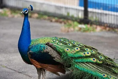 Pavo Real