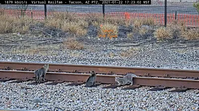 Tucson,AZ/USA 3-cats on the rails!