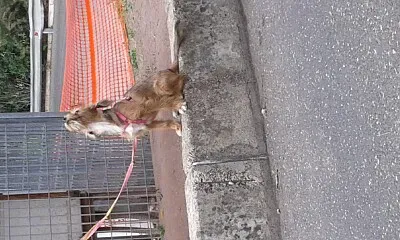 neveaciuffi jigsaw puzzle