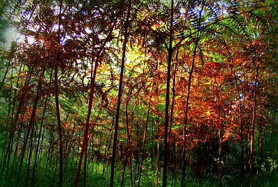 Un monde sous les fougères jigsaw puzzle