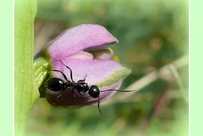 Fourmi sur orchidée sauvage jigsaw puzzle