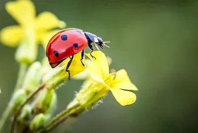×—×™×¤×•×©×™×ª jigsaw puzzle