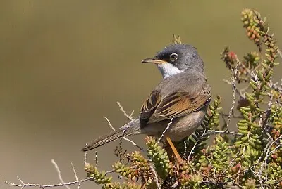 Sylvia conspicillata