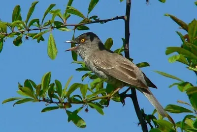 Sylvia nisoria