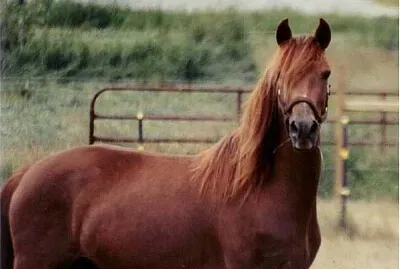 Morgan jigsaw puzzle