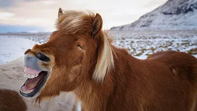 laughing jigsaw puzzle