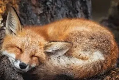 raposa jigsaw puzzle