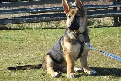 Corman shepherd