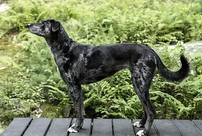 Catahoula cur