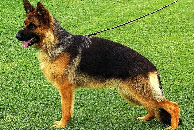German shepher