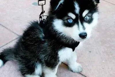 Baby husky