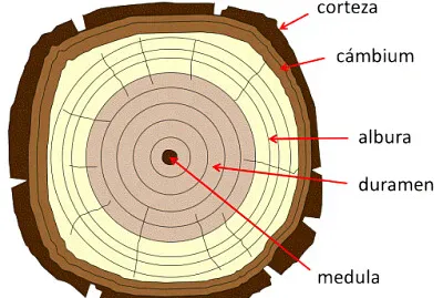 Estructura Madera 2