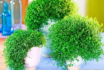 HERBE S jigsaw puzzle