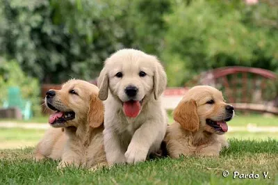 ×›×œ×‘×™×