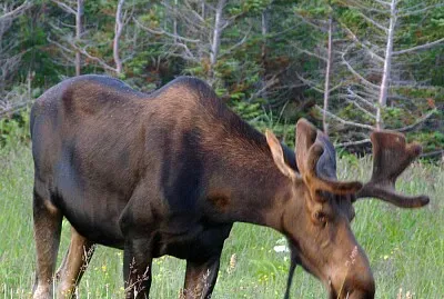 Nova Scotia Moose
