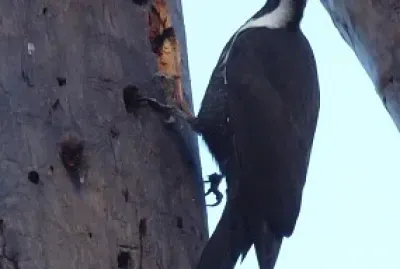 Pileated woodpecker, Nova Scotia