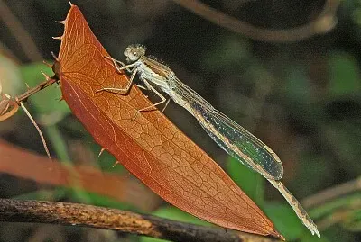 פאזל של Sympecma fusca