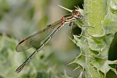 פאזל של Austrolestes cingulatus