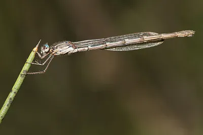 פאזל של Austrolestes io