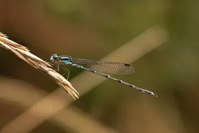 פאזל של Austrolestes colensonis