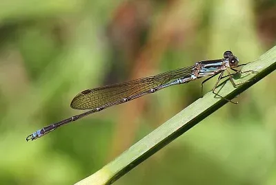 פאזל של Indolestes gracilis