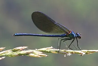 Calopteryx xanthostoma