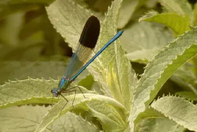 Calopteryx syriaca