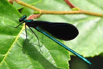 Calopteryx maculata