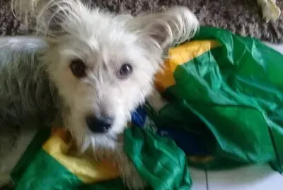 Animais de estimacao