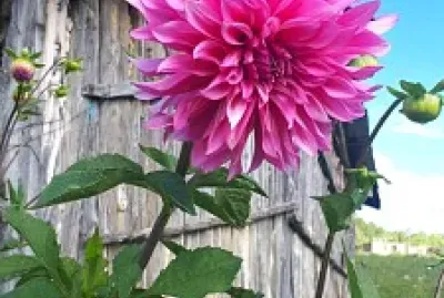 פאזל של Flor paisaje naturaleza