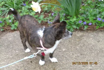 Mini Corgi