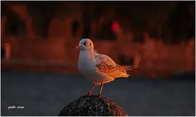 cocai