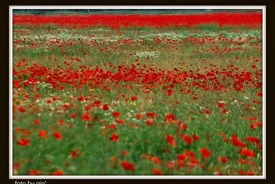 papaveri