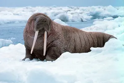Walrus