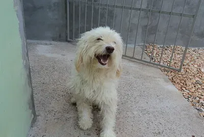 Ã‰ um quebra-cabeÃ§a simples de cachorro.