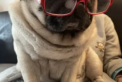 rhum the pug