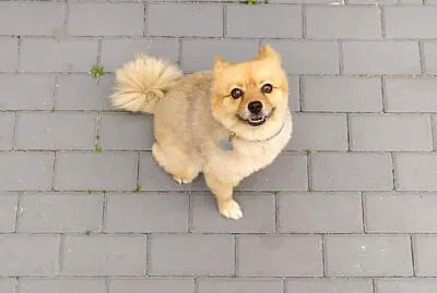 Minnie Sela the mini dog